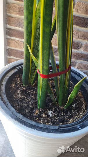Сансевиерия растение в горшке