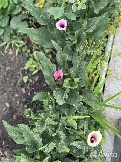 Экзотические цветы Каллы