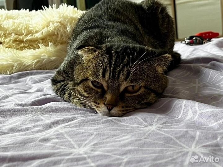 Кот ищет дом