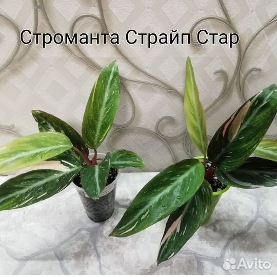 Комнатные растения