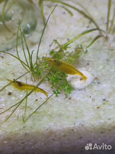 Креветки жёлтый неон(обычные), кристаллы и др