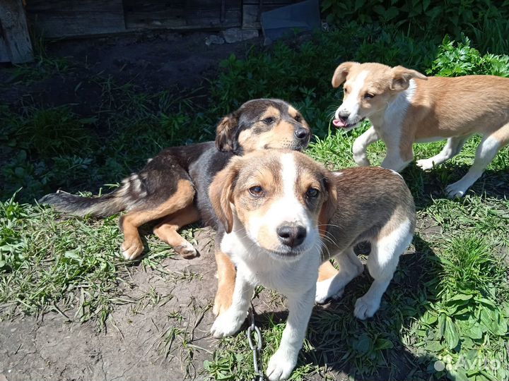 Продам щенков маленькой собачки