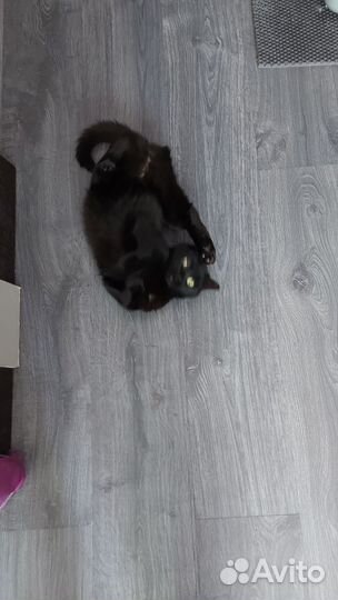 Черная кошка