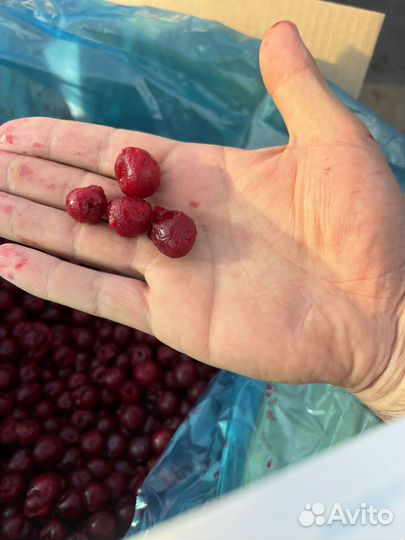 Вишня без косточки замороженная