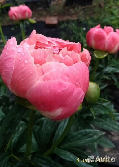 Пионы корневища