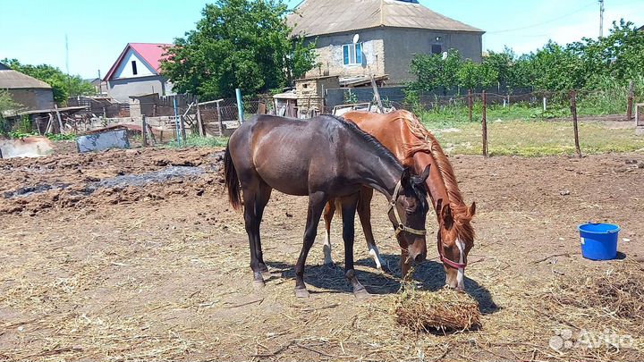 Продаётся кобылка