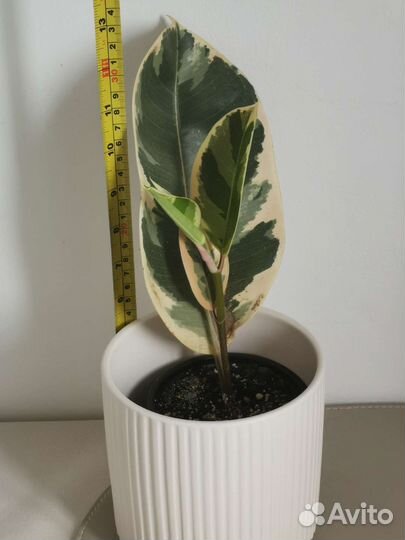 Фикус эластика тинеке каучуконосный