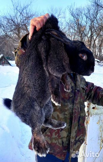 Кролики продажа