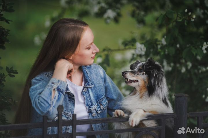 Дрессировка собак