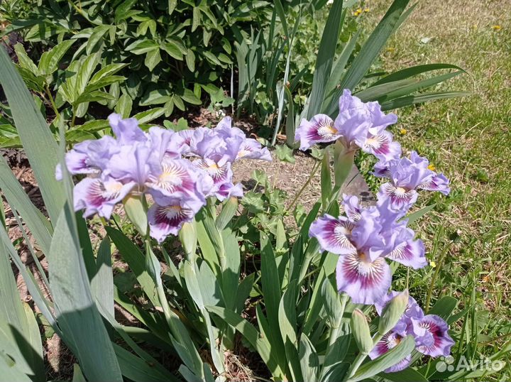 Ирисы карликовые продаю