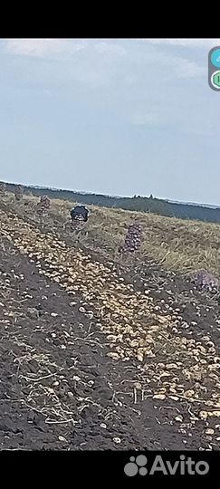 Картофель - Пикассо,Бело-роза,Коломбо с 5-10 авг