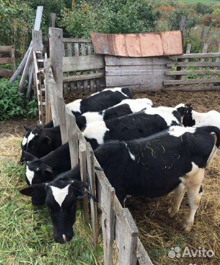 Телята бычки