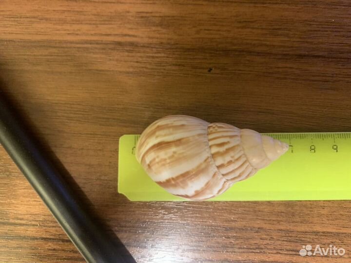 Раковина Виноградной улитки