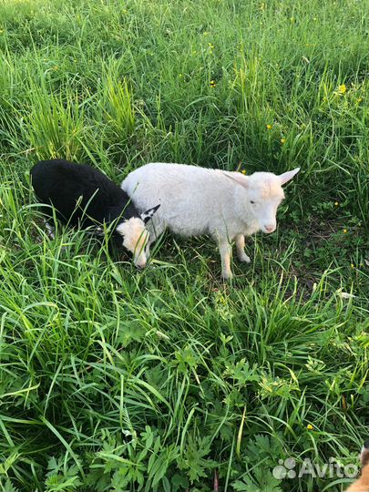 Овцы бараны