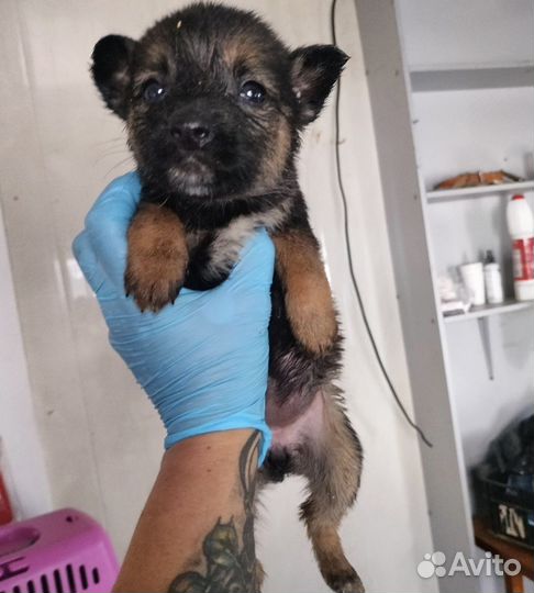 Карапузы ищут дом