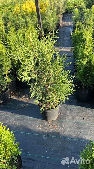 Туя Западная Брабант