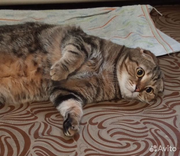 Шотландская вислоухая