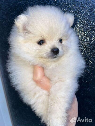 Щенки шпица