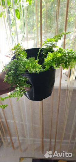 Папоротник нефролепис