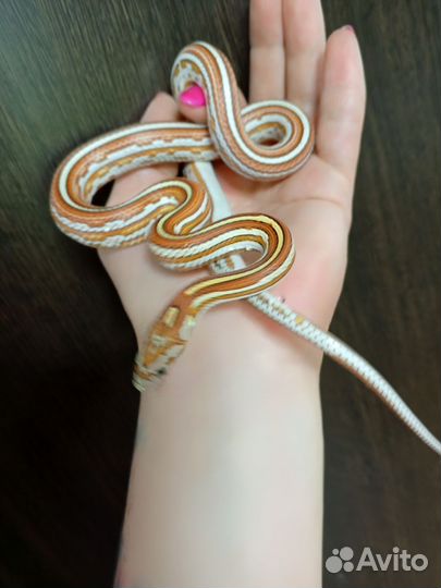 Змея маисовый полоз