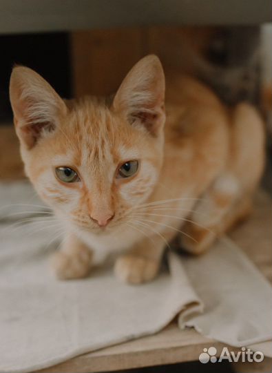 Котик в добрые руки
