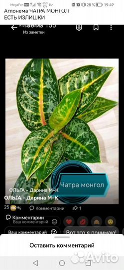 Аглонема Чатра монгол