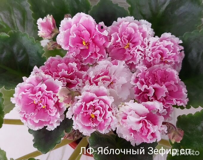 Фиалка Набор