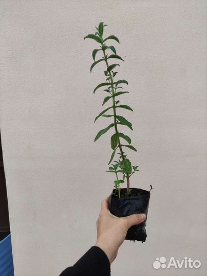 Мята перечная свежая пучком, а также рассада