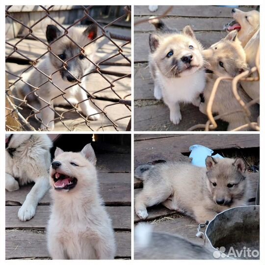 Щенки зсл