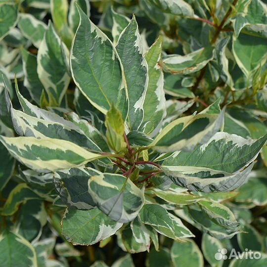 Декоративные кустарники