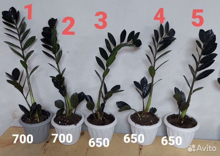 Замиакулькас чёрный Равен, Зензи