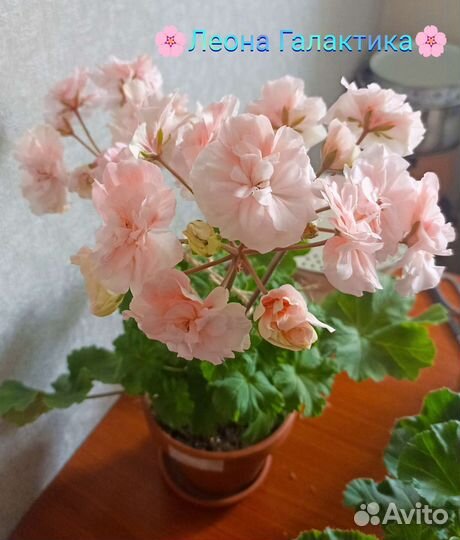 Пеларгония сортовая