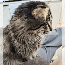 Хайландер котёнок