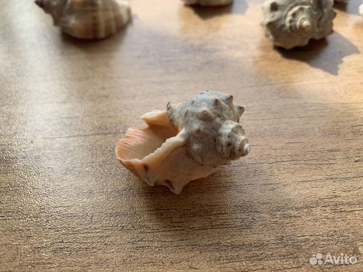 Морские ракушки раковины Ракушка рапан кораллы