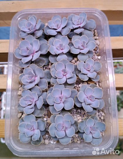 Суккуленты Эхеверия Нюрнберг