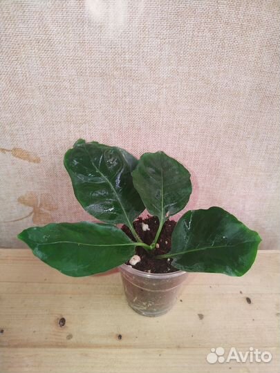 Клеродендрумы, Кубанола, рандия и др