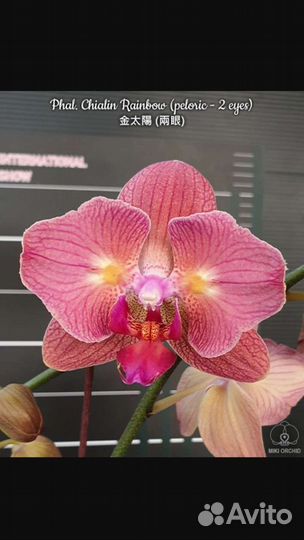 Орхидея фаленопсис бабочка