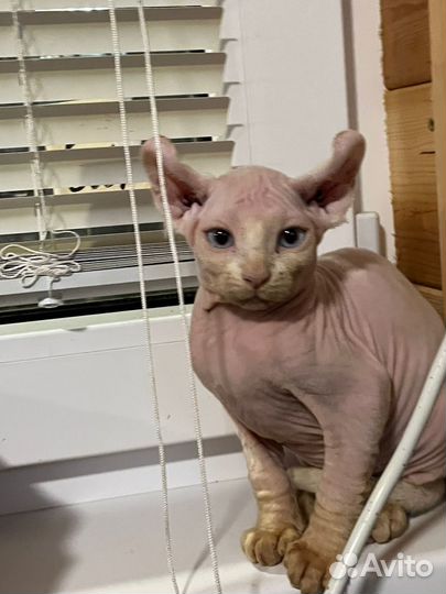 Канадский сфинкс эльф