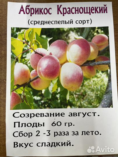 Саженцы плодовых деревьев