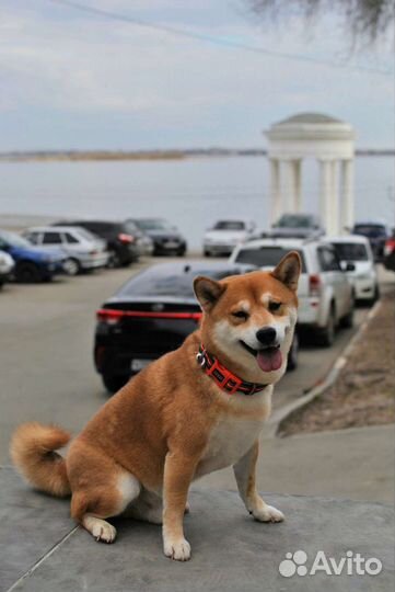 Сиба-ину, кобель для вязки