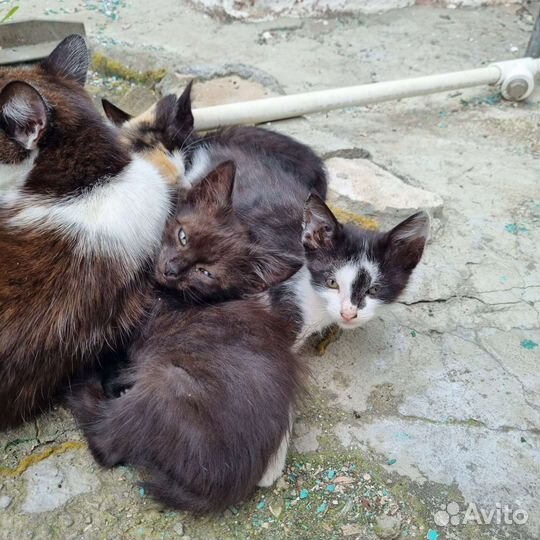 Котята в дар бесплатно
