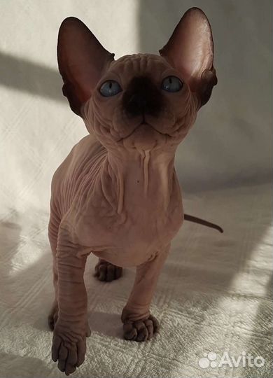 Канадский сфинкс котенок