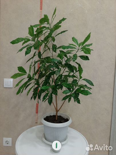 Продам цветы комнатные