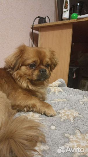 Вязка пекинес