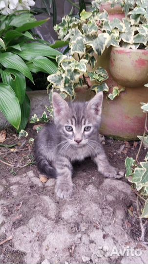 Кошки в добрые руки бесплатно