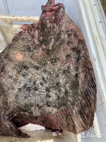 Камбала черноморская (калкан)