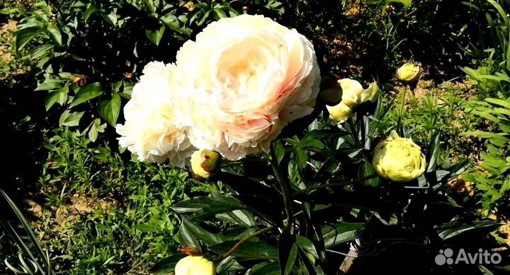 Пион Соланж