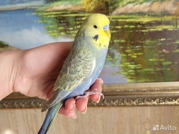 Выставочный волнистый попугай ввп чех самцы