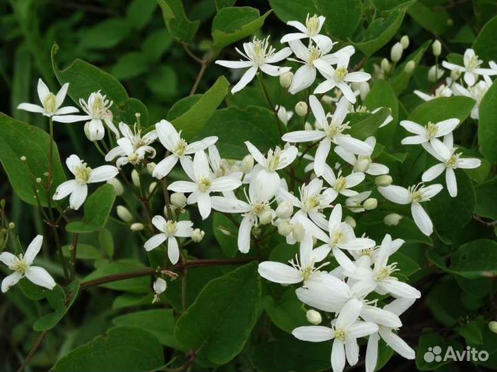 Клематис маньчжурский