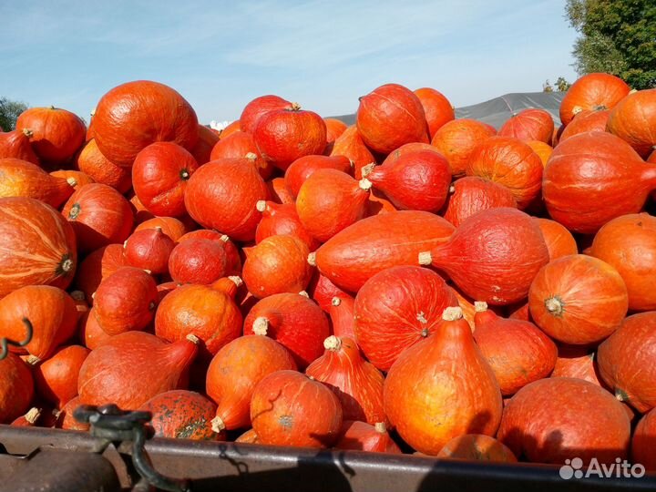 Тыква лесной орех ' Хеллоуин